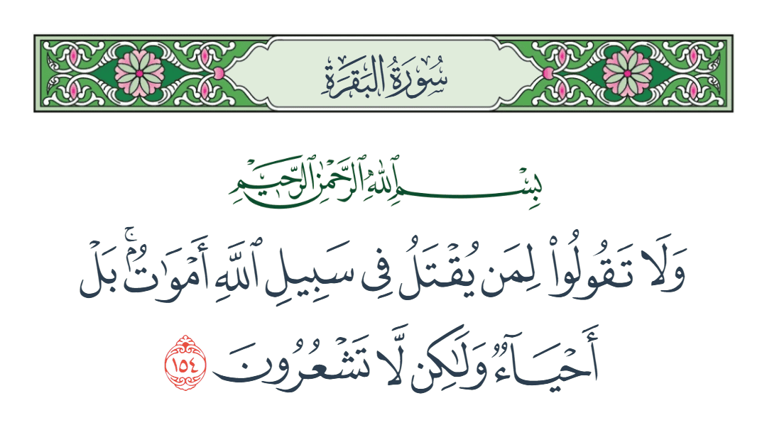 زيتون نقي
